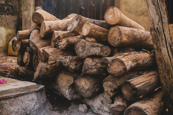 Pourquoi le Cèdre Espagnol est-il indispensable pour vos cigares ?