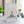 Galton board normal distribution, mathematical desk object - QUINCUNX